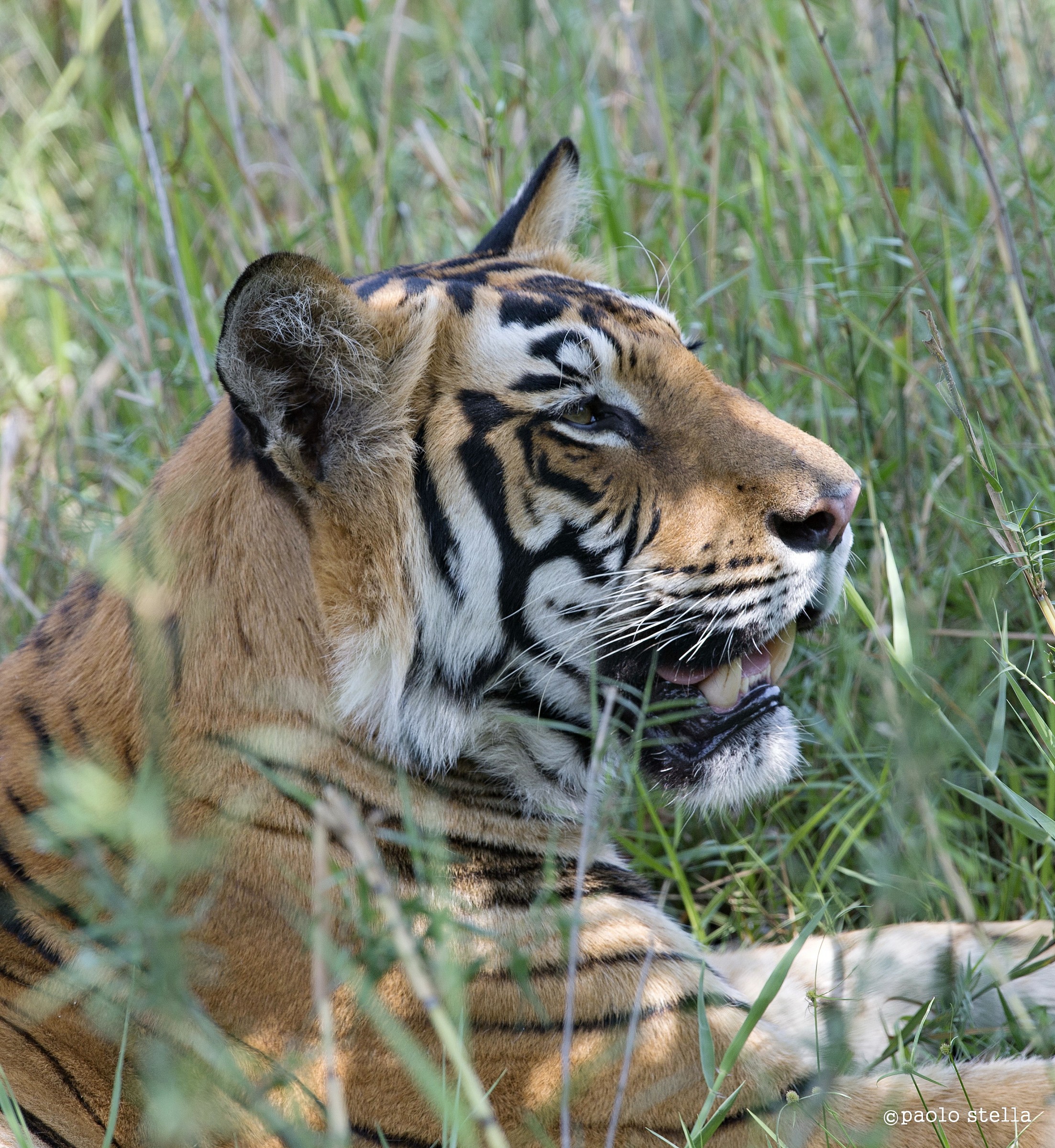 profile in the 'grass