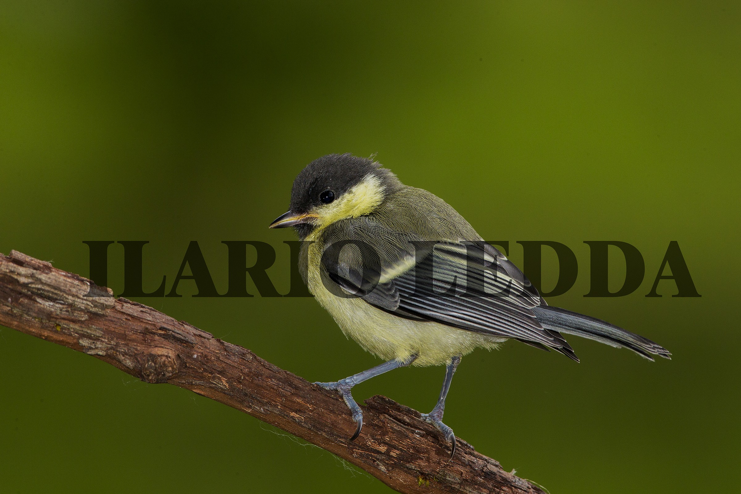 cincia allegra junior