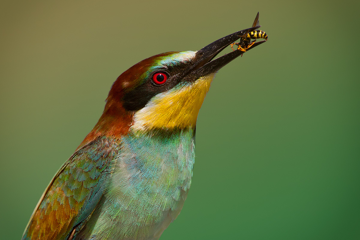 Addio Ape Maya...!!!! :-(