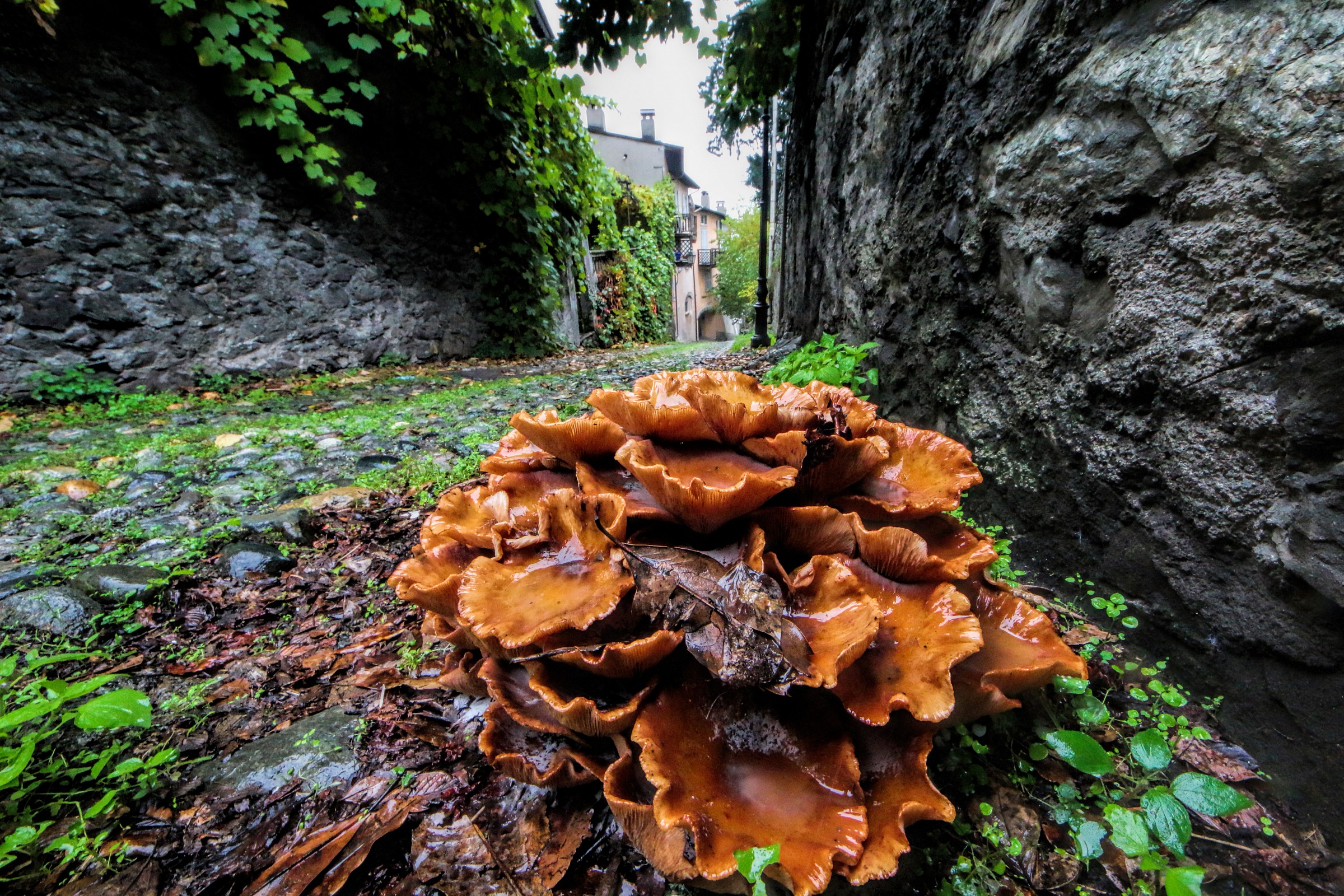 funghi in città