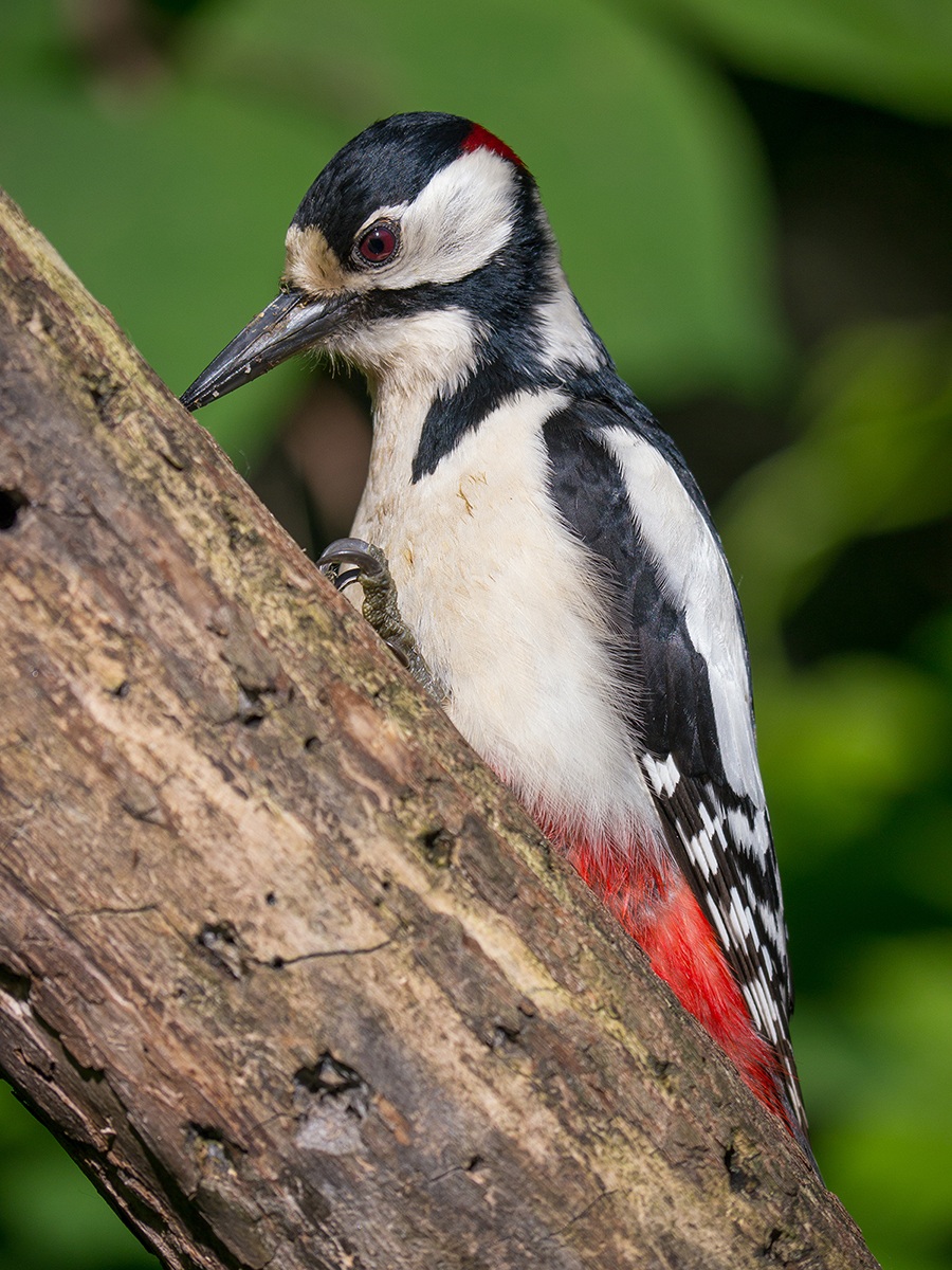 Great Spotted Woodpecker (male)