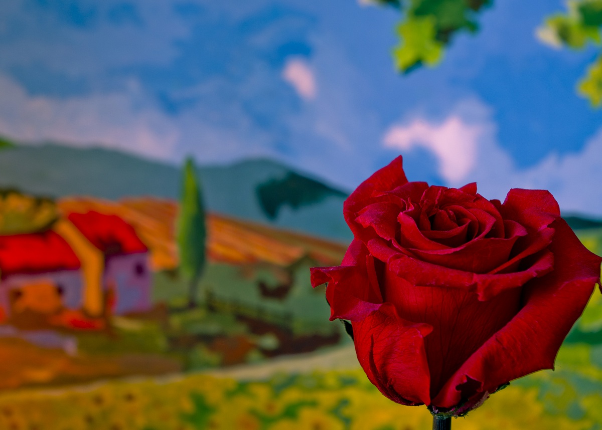 the pink in the picture