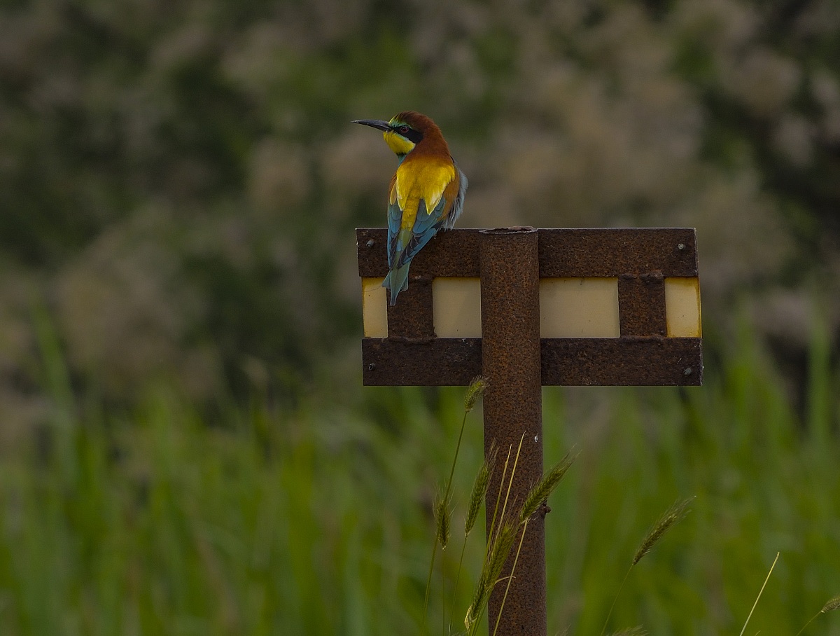Bee-Eater