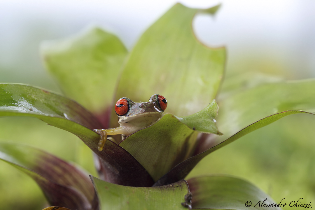 Duellmarohyla rufioculis