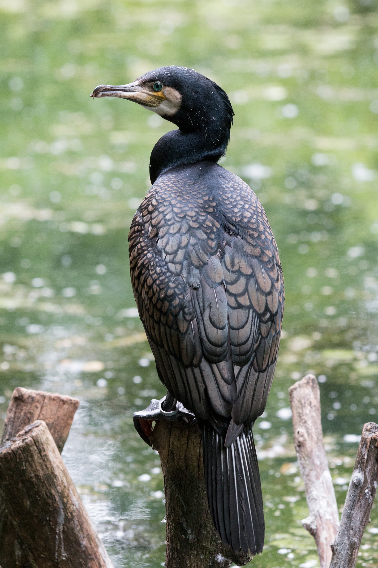 Cormorano
