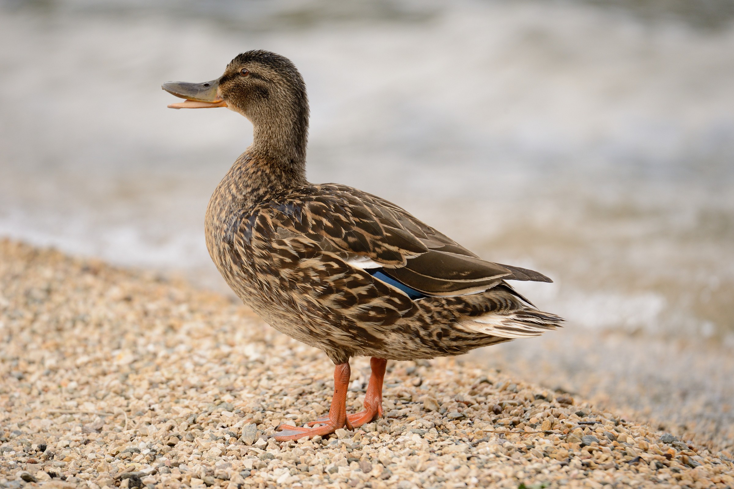 Prove Tamron 150-600