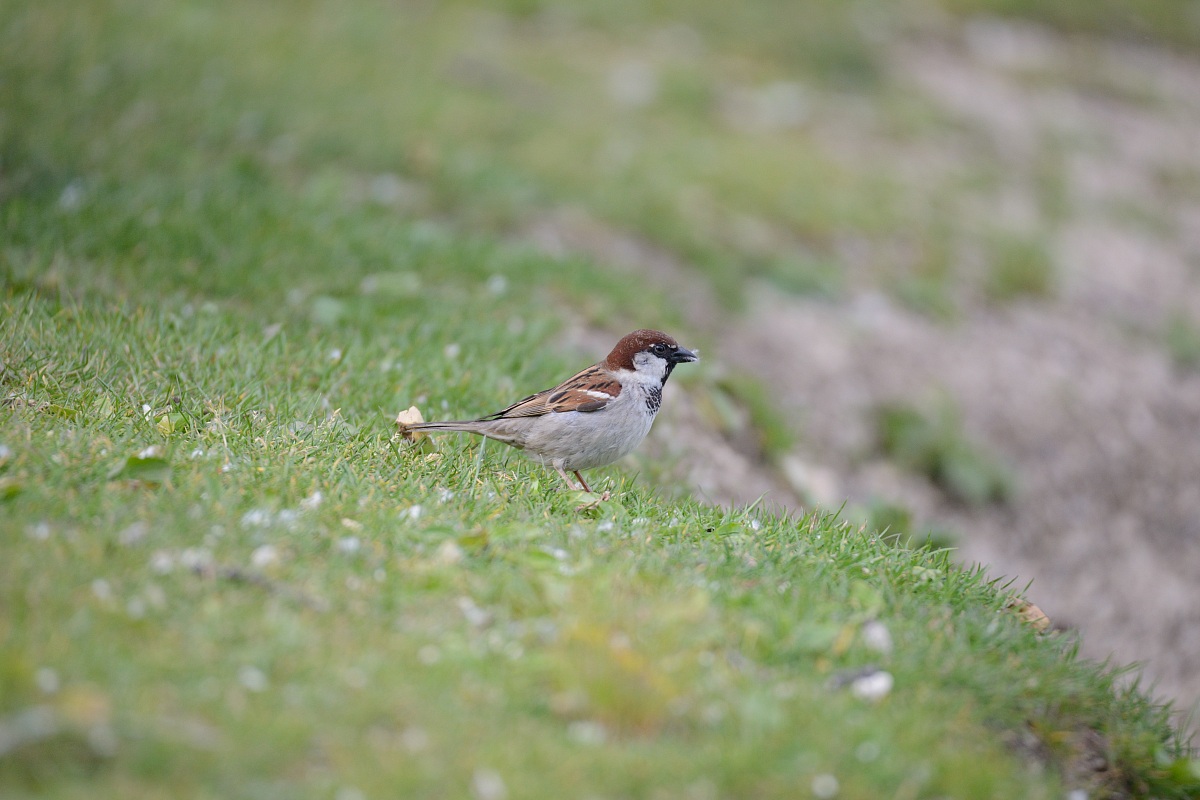 Prove Tamron 150-600