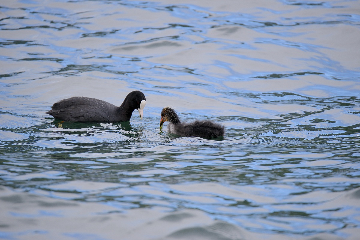 Prove Tamron 150-600