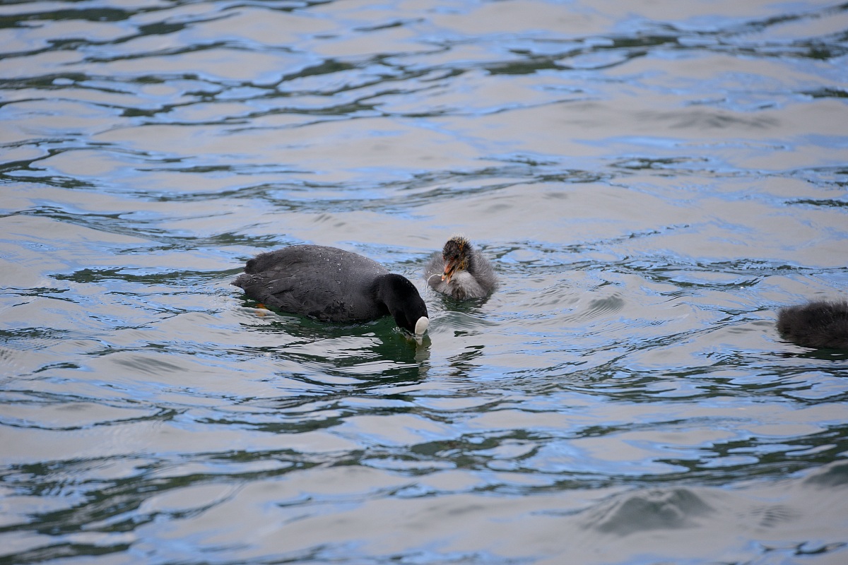 Prove Tamron 150-600