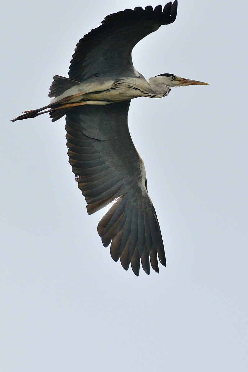Heron in flight