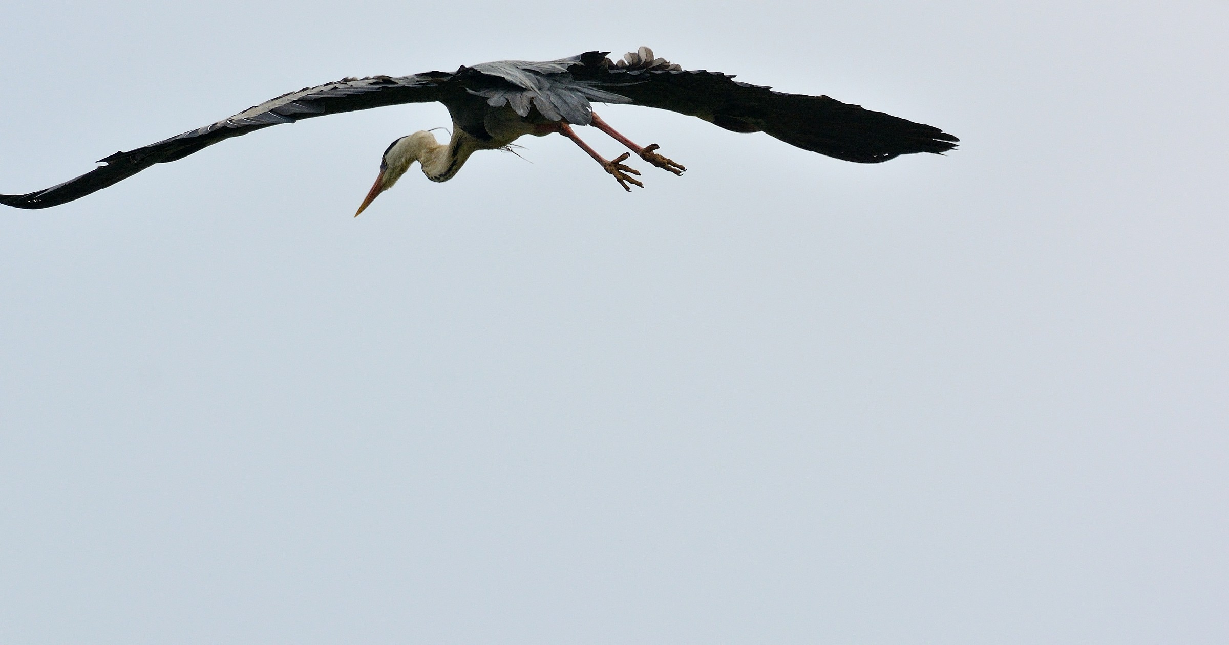 Grey Heron