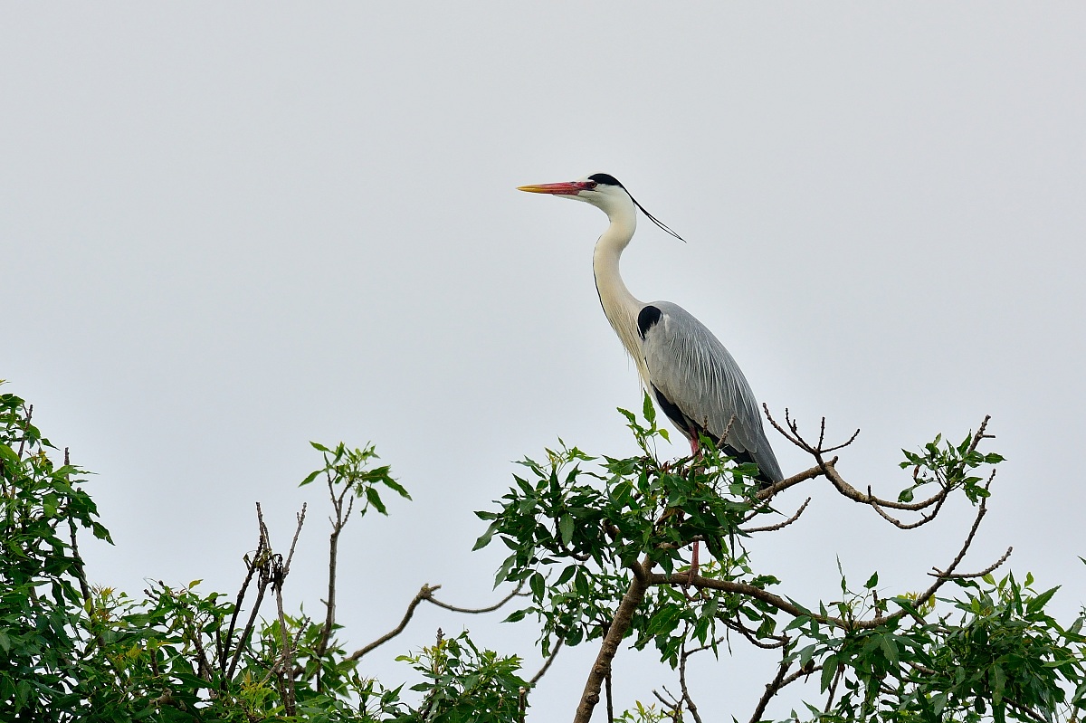 Grey Heron