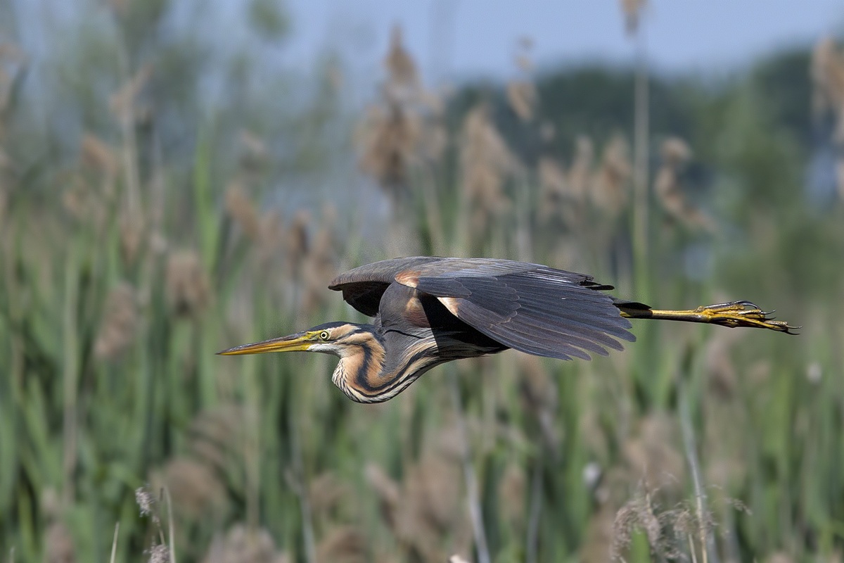 Purple Heron gliding