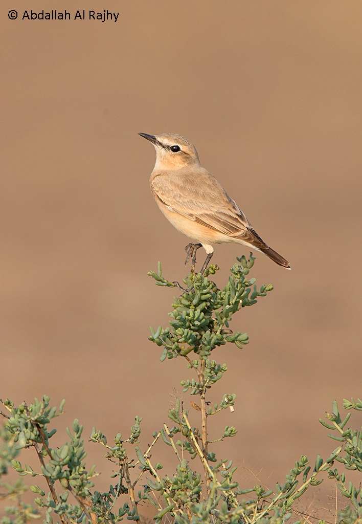 wheatear