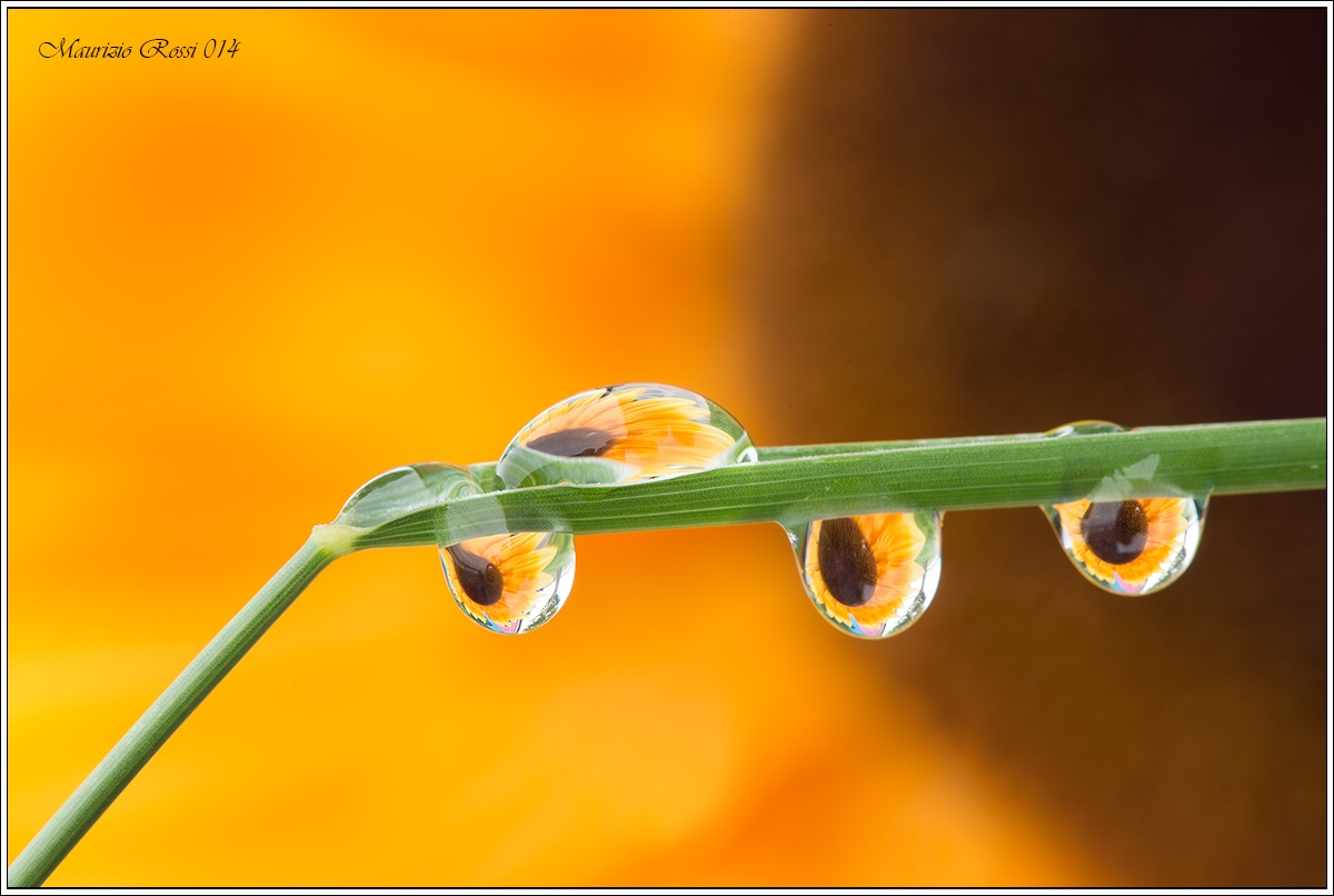 Riflesso di girasole