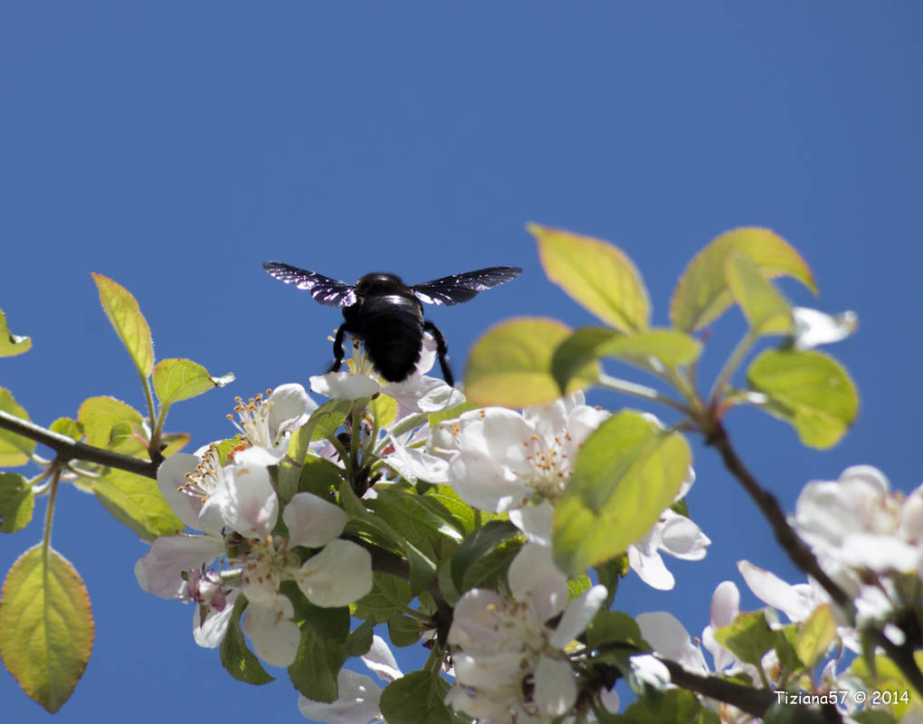 Xylocopa violacea