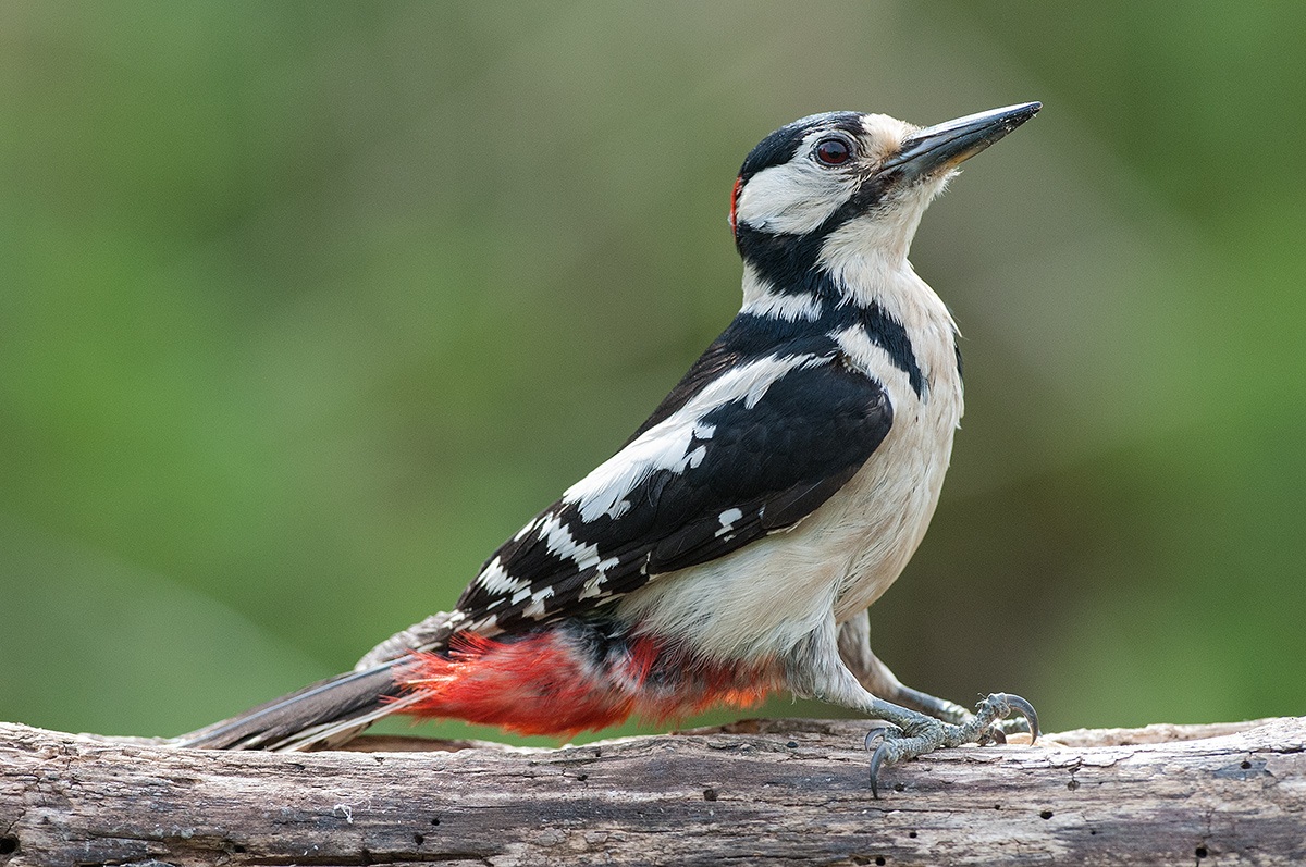 woodpecker