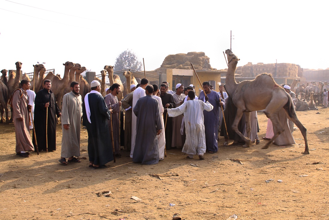 Egitto: Camel Market