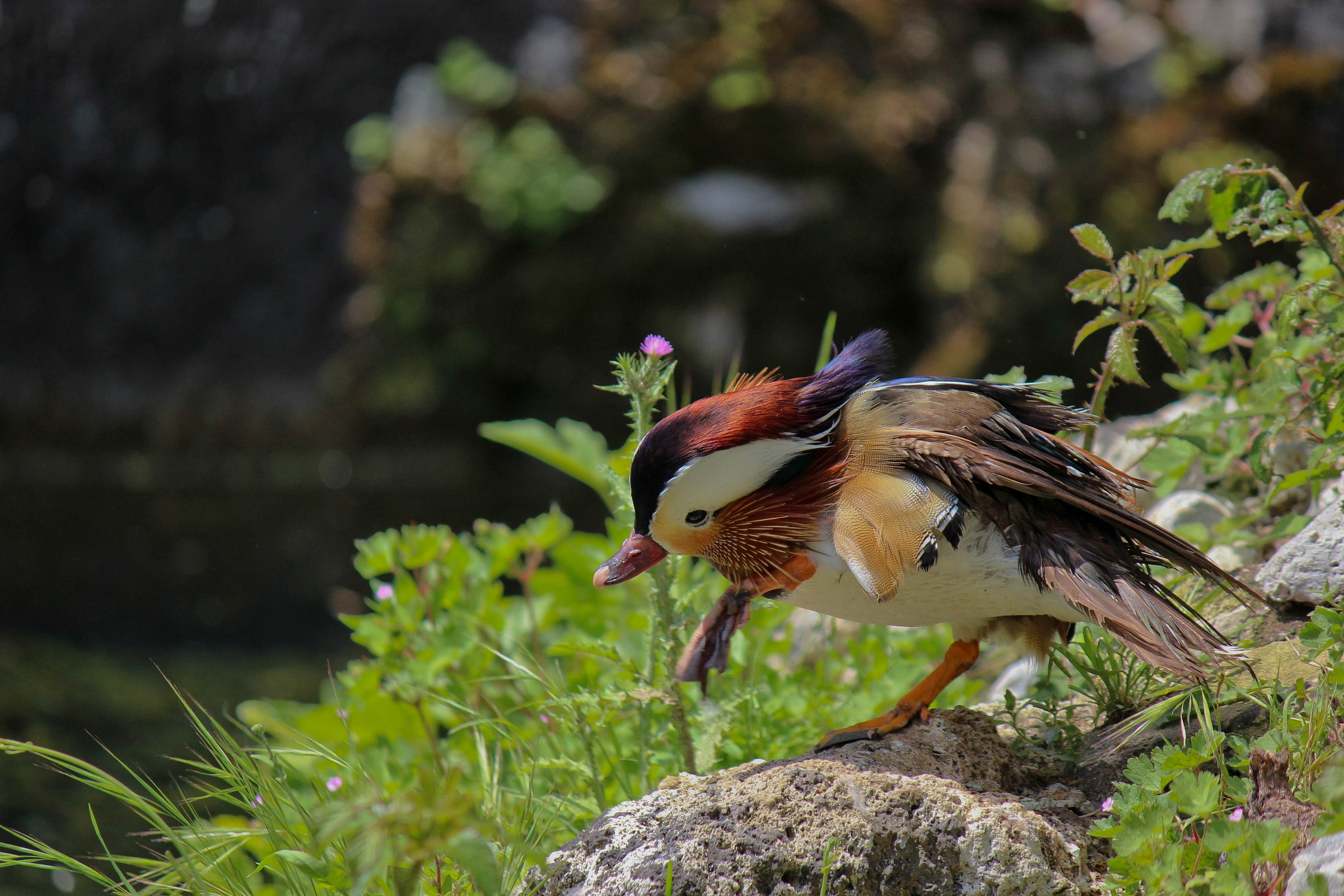 Anatra Mandarina - Pulizie mattutine