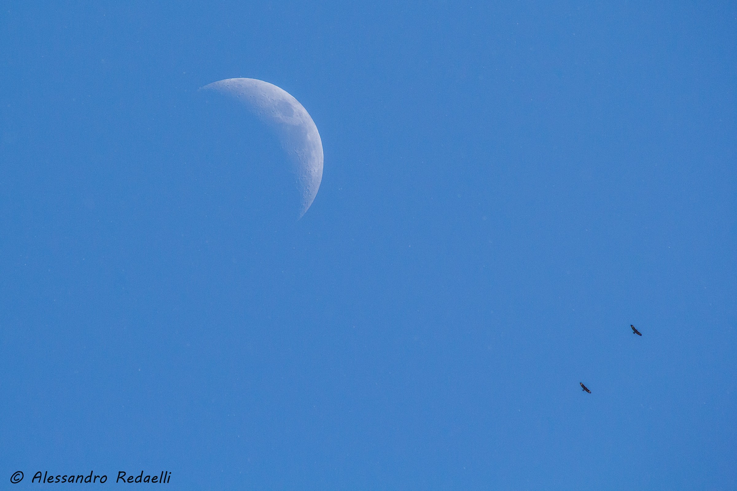Nel blu dipinto di blu