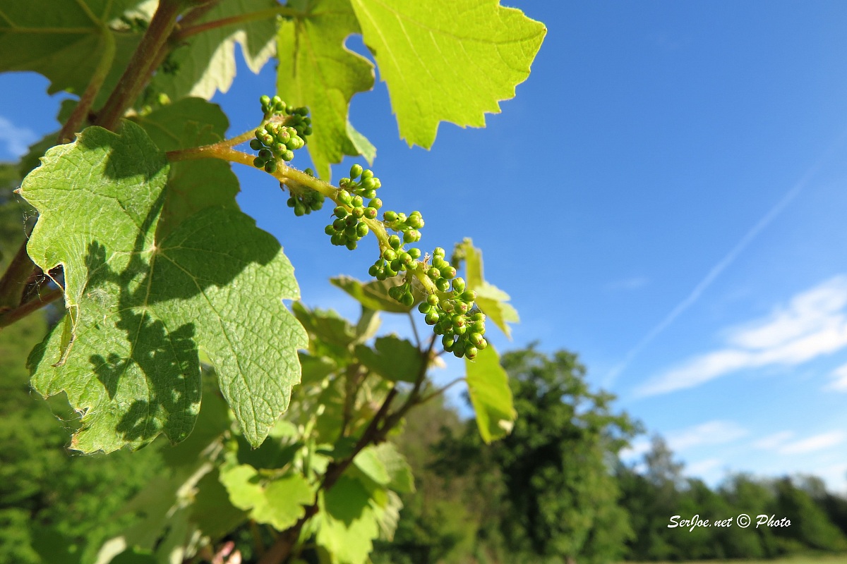 piccoli grappoli d'uva crescono