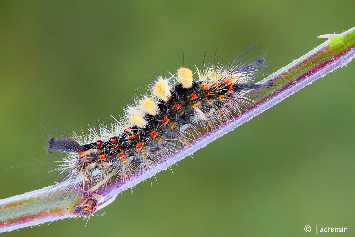 Orgyia antiqua # Lymantriidae