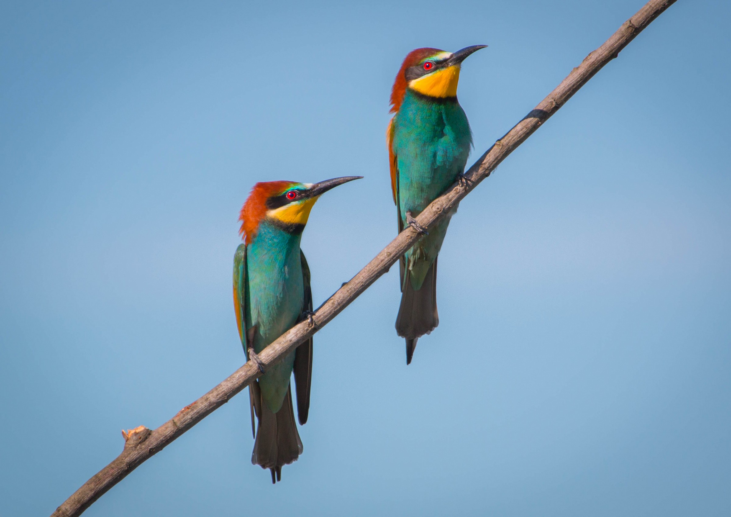 Can I get you a coffee?