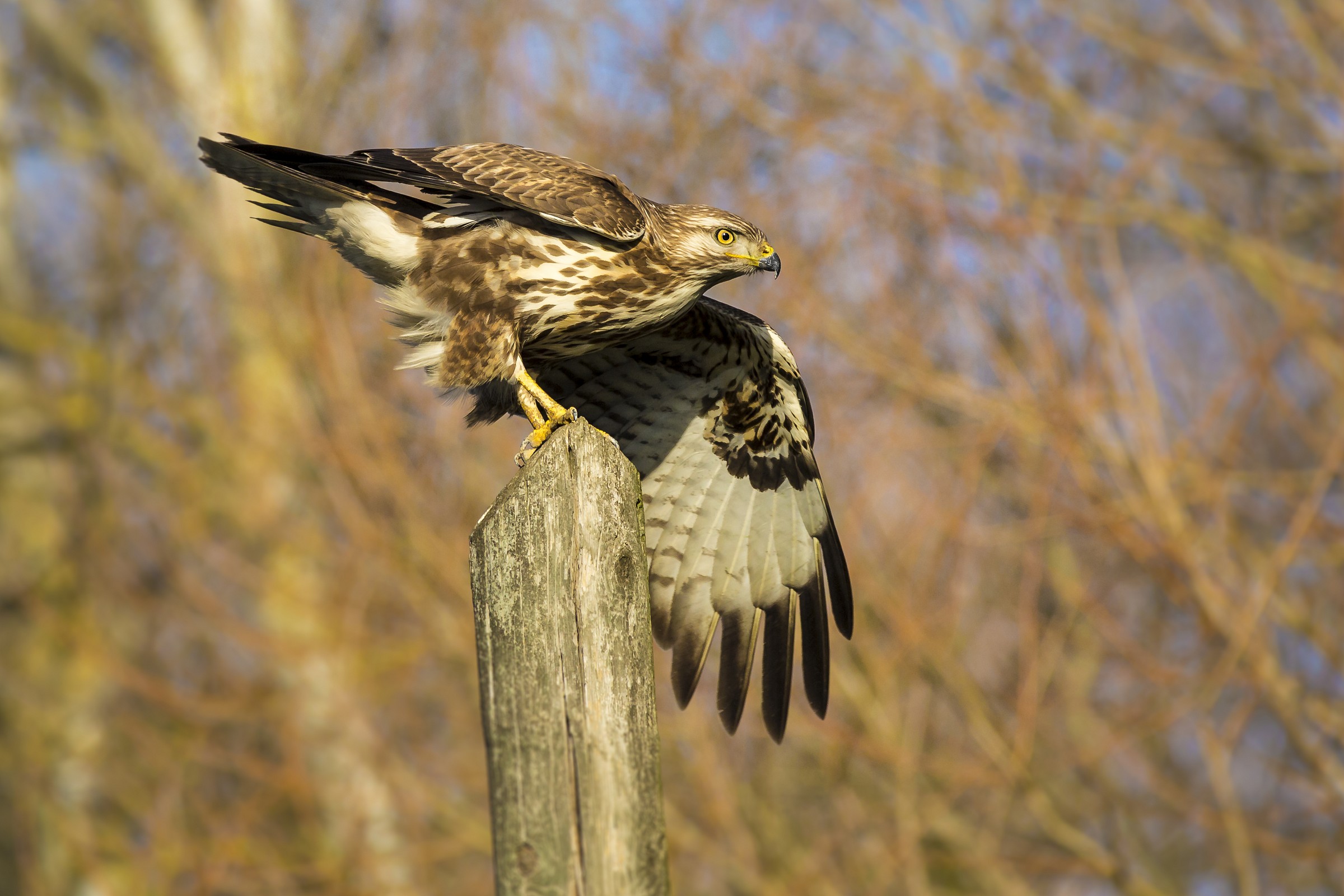 buzzard