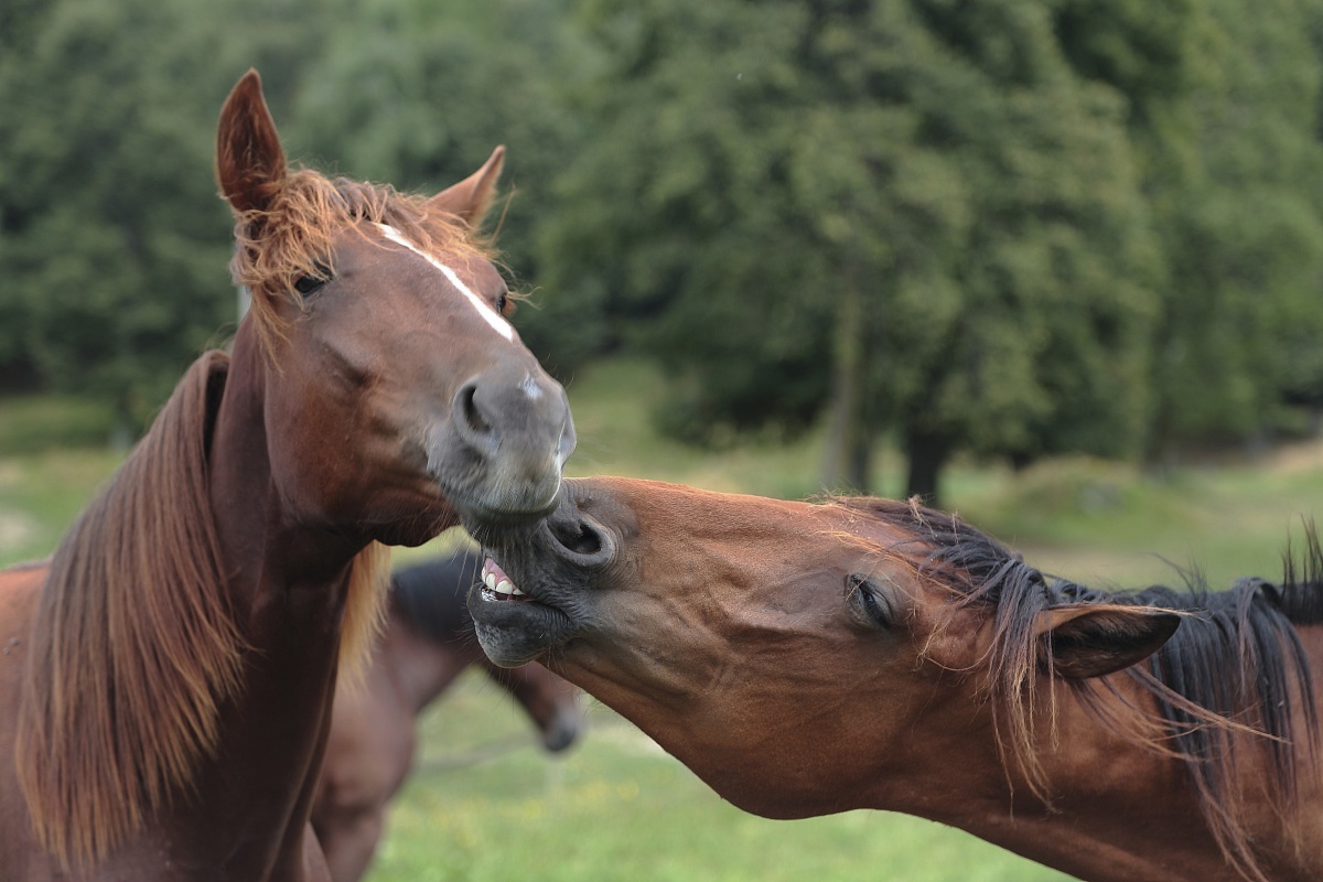 non si mangiano,si amano!