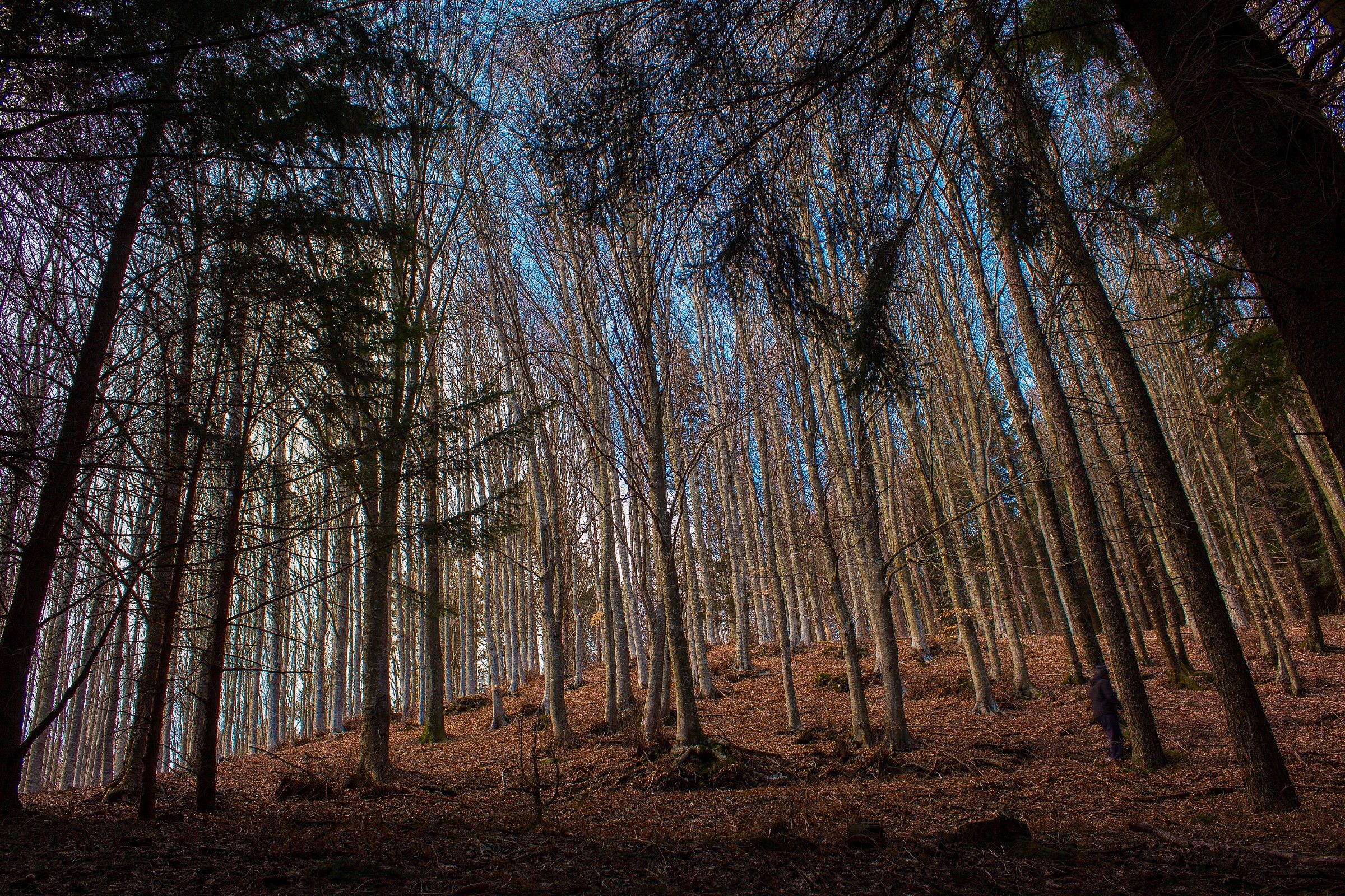 Nature Reserve Acquerino