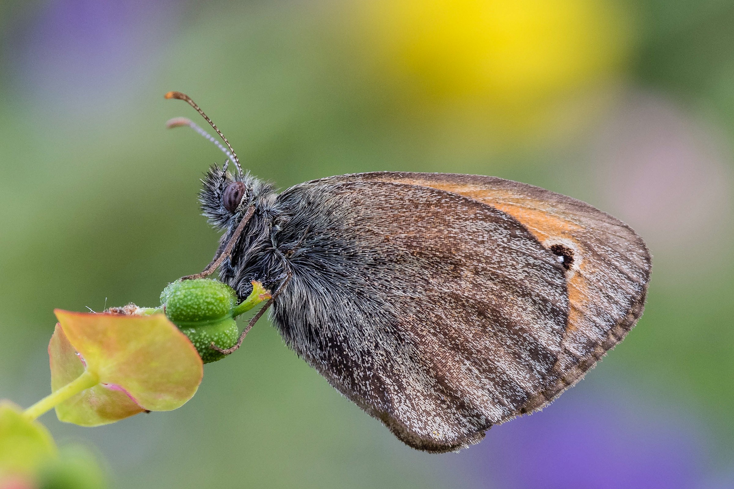 Coenonympha2