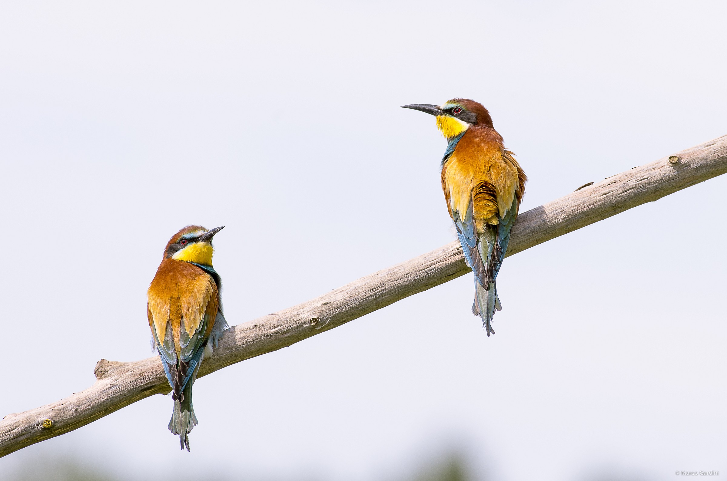 Did you hear something?