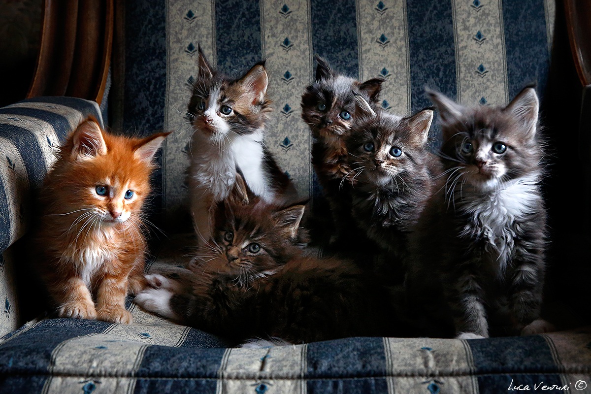 Maine Coon Puppies