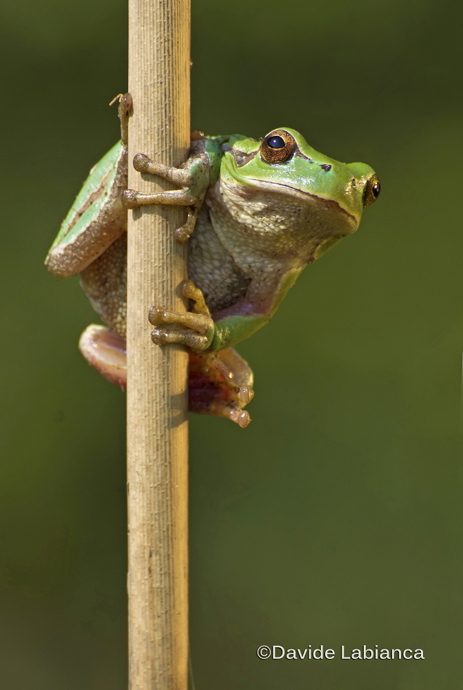 treefrog