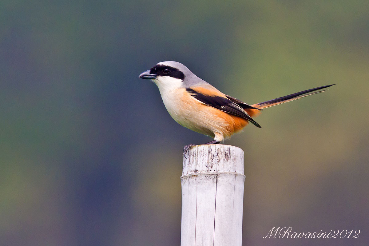 Long-tailed Shrike (Lanius schach)