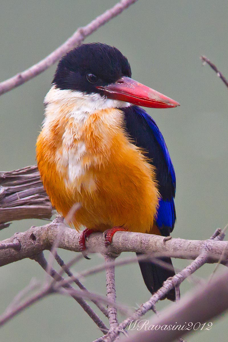 Black-capped Kingfisher (Halcyon pileata)