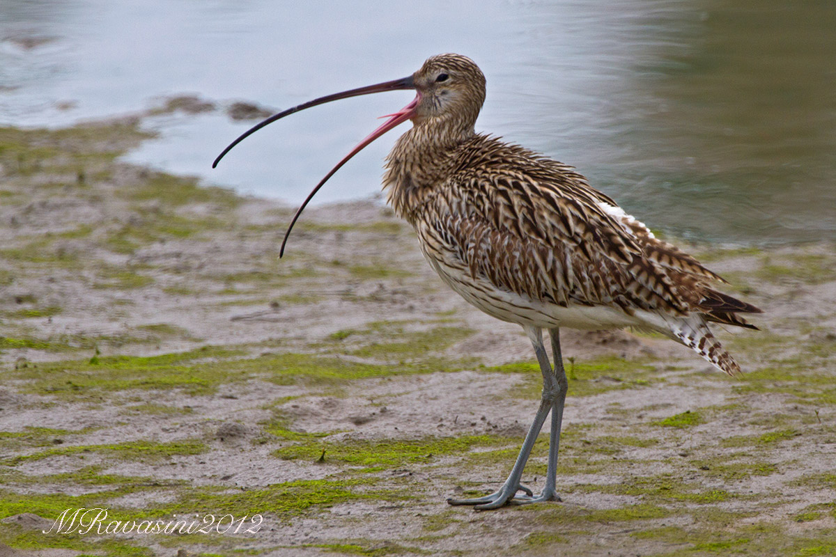 Eurasian Curlew (Numenius arquata orientalis) female