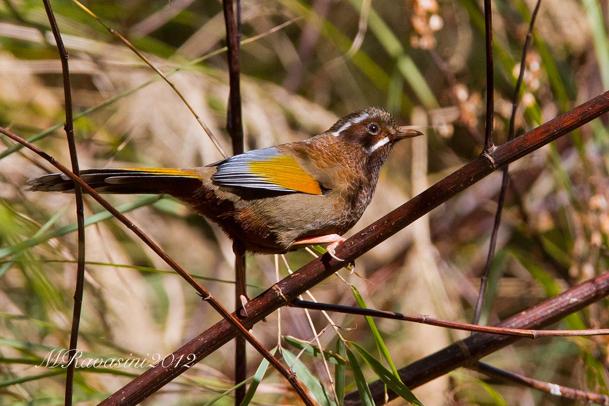 White-whiskered Laughingthrush (Trochalopteron morrison