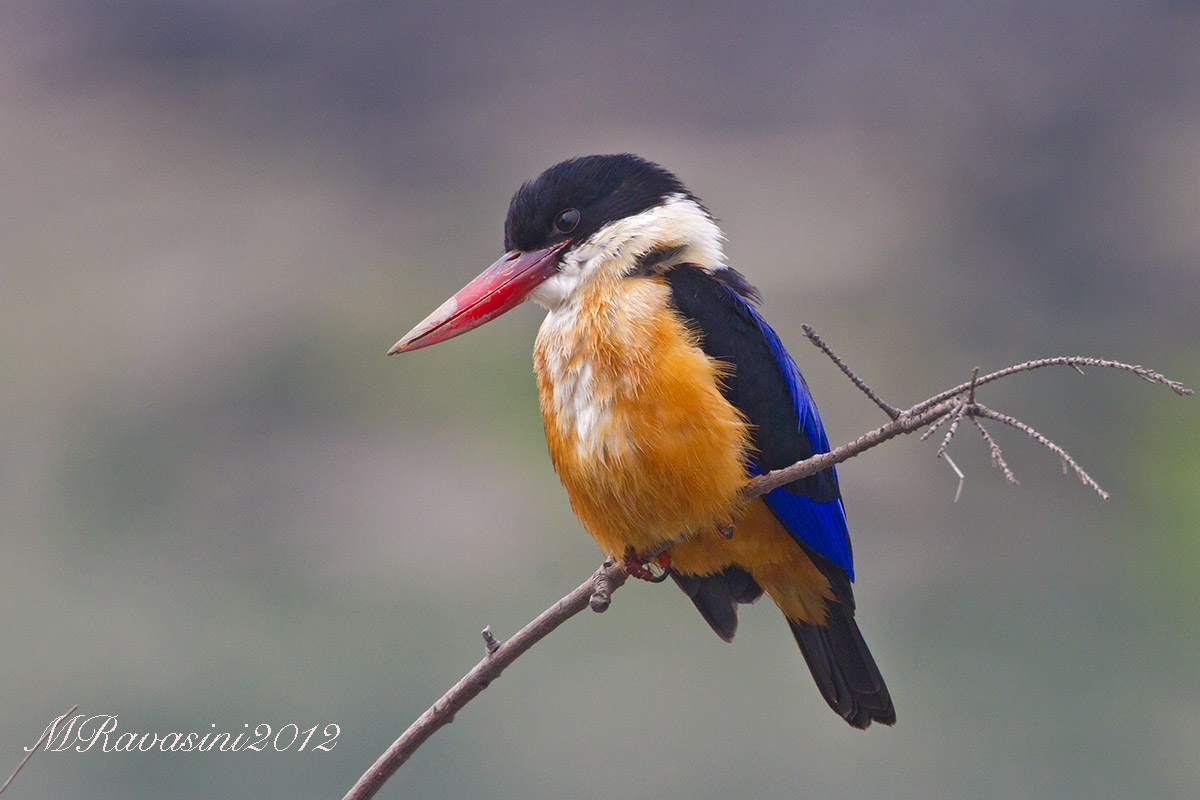 Black-capped Kingfisher (Halcyon pileata)
