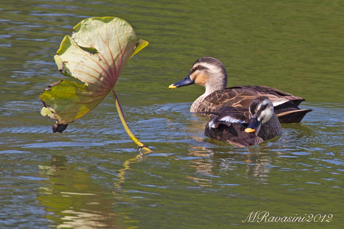 Eastern Spot-billed Duck (Anas zonorhyncha)