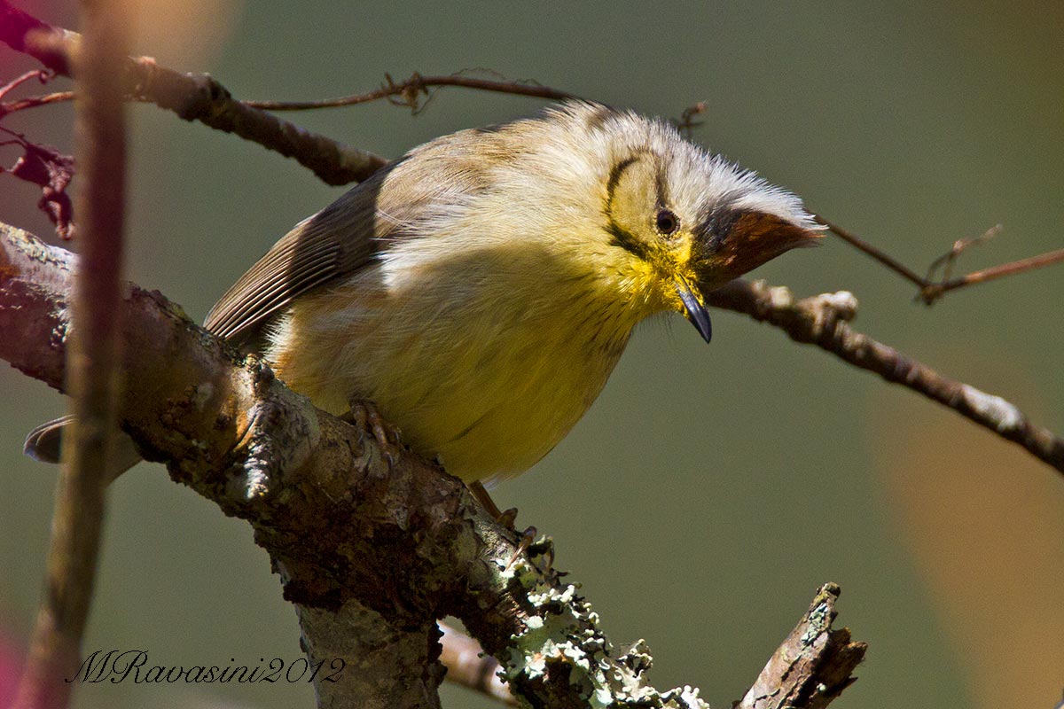 Taiwan Yuhina (Yuhina brunneiceps