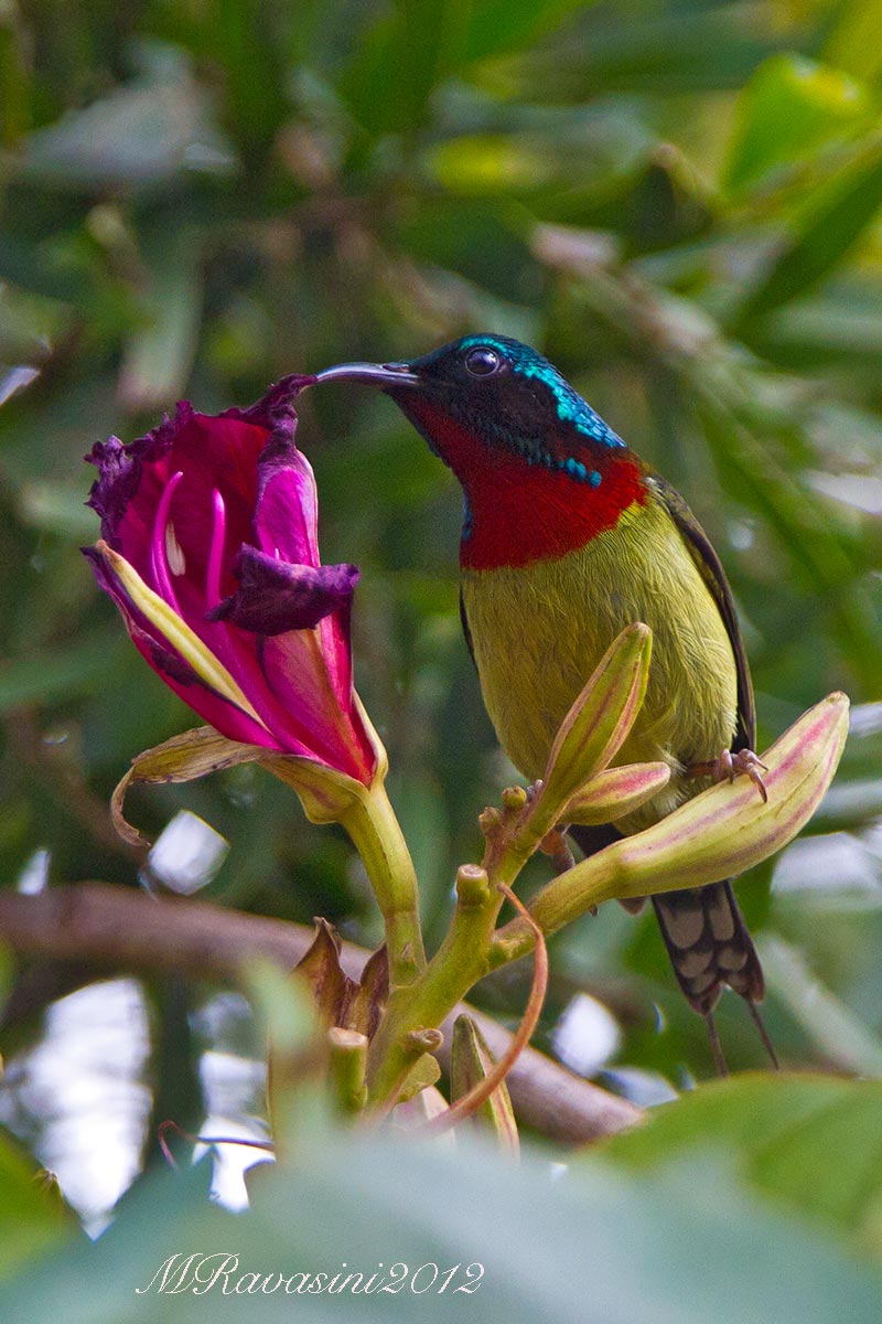 Fork-tailed Sunbird (Aethopyga christinae) male