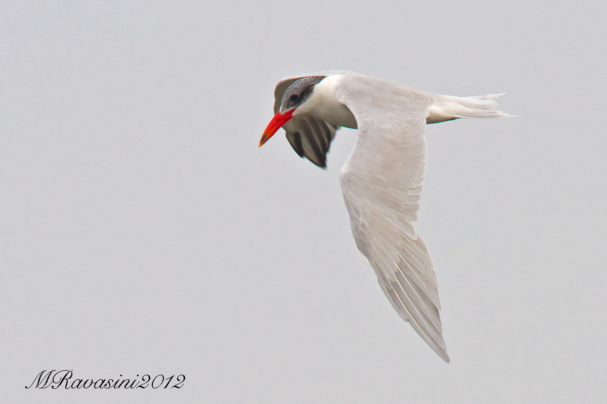 Caspian Tern (Hydroprogne caspia)