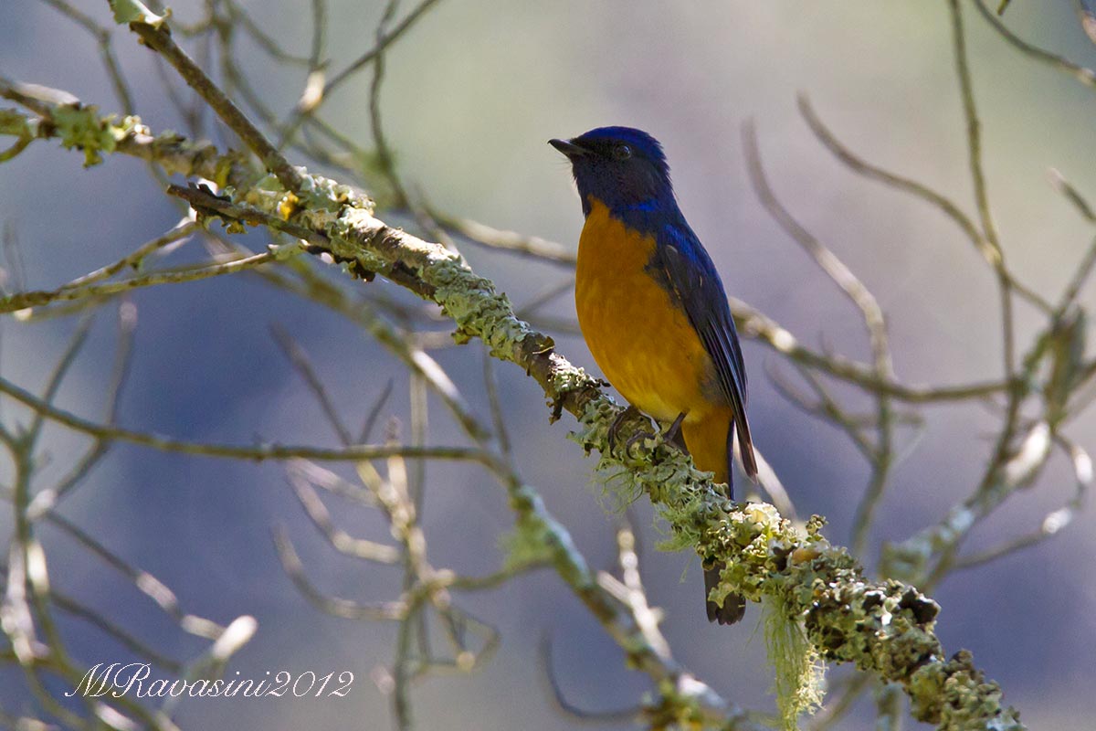 Vivid Niltava (Niltava vivida vivida)