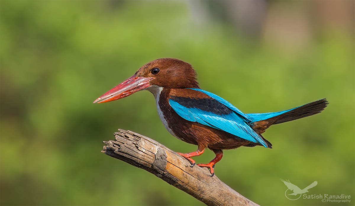 White Throated Kingfisher-2.