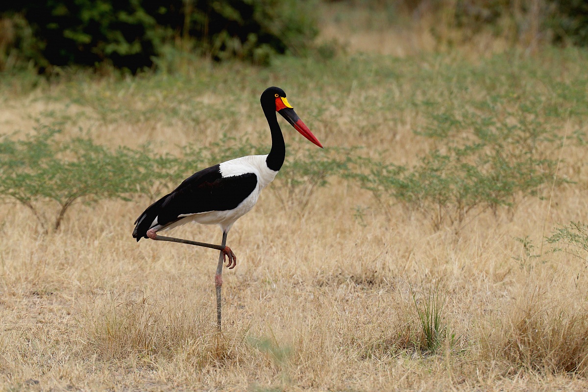 Saddle-Billed Stork