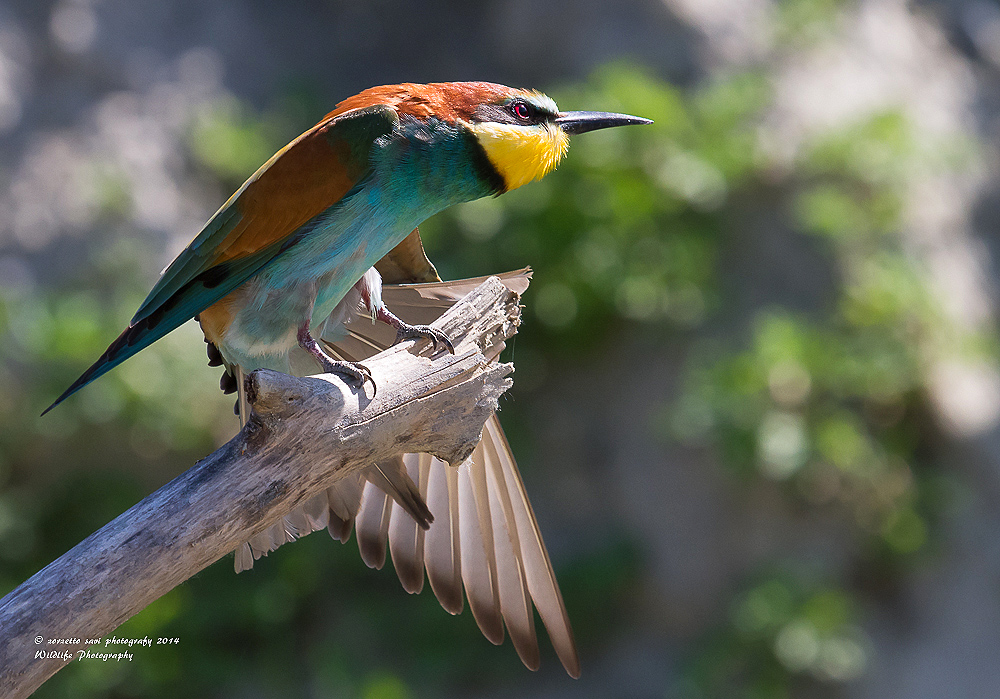 gruccione in stiracchiamento