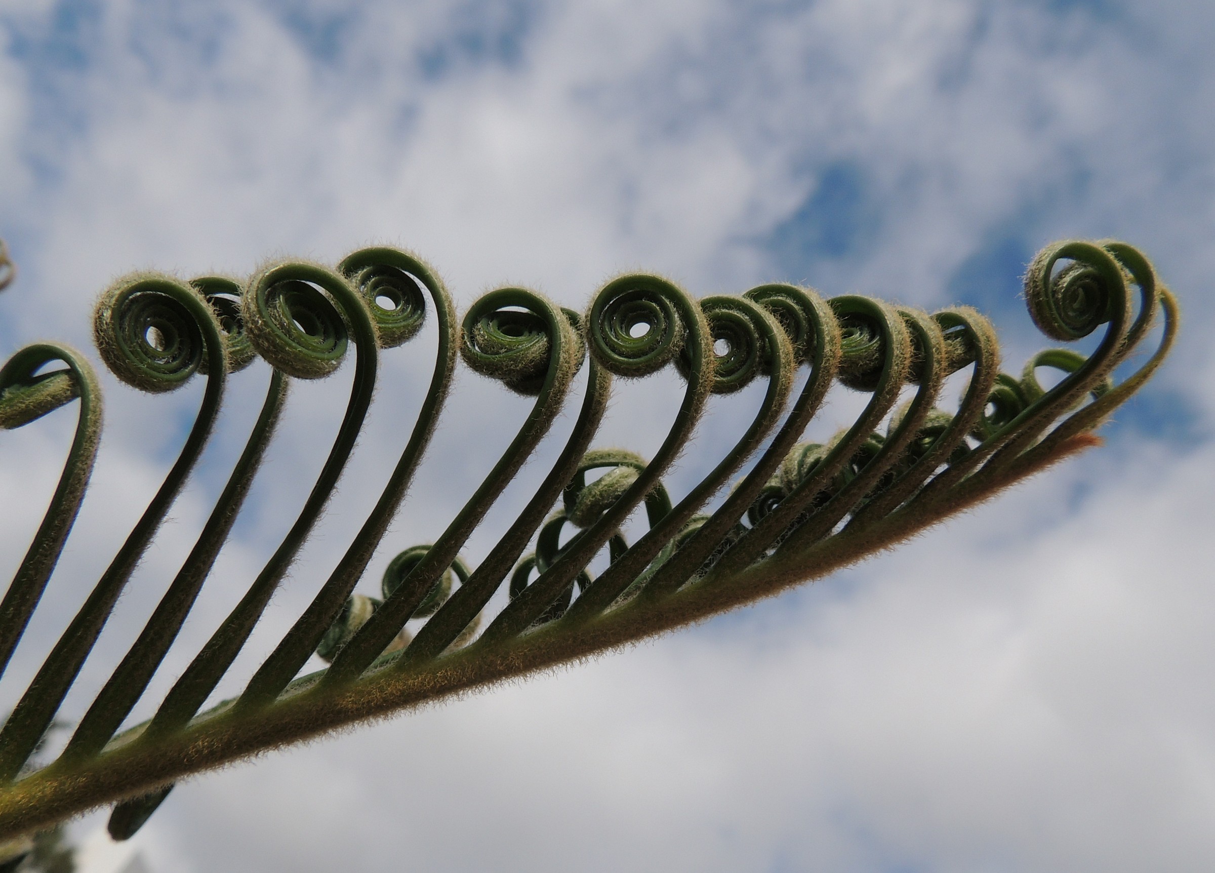 Tenerife-palm cica revoluta