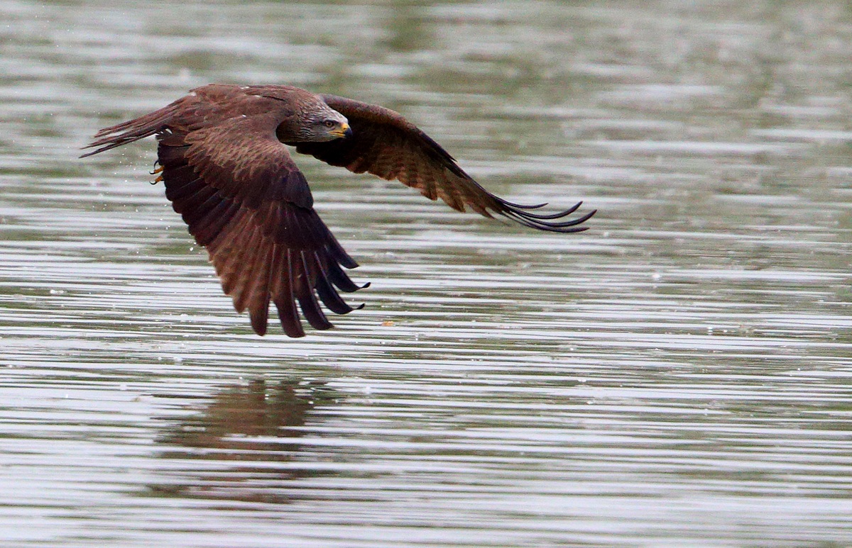 Black Kite in hunting