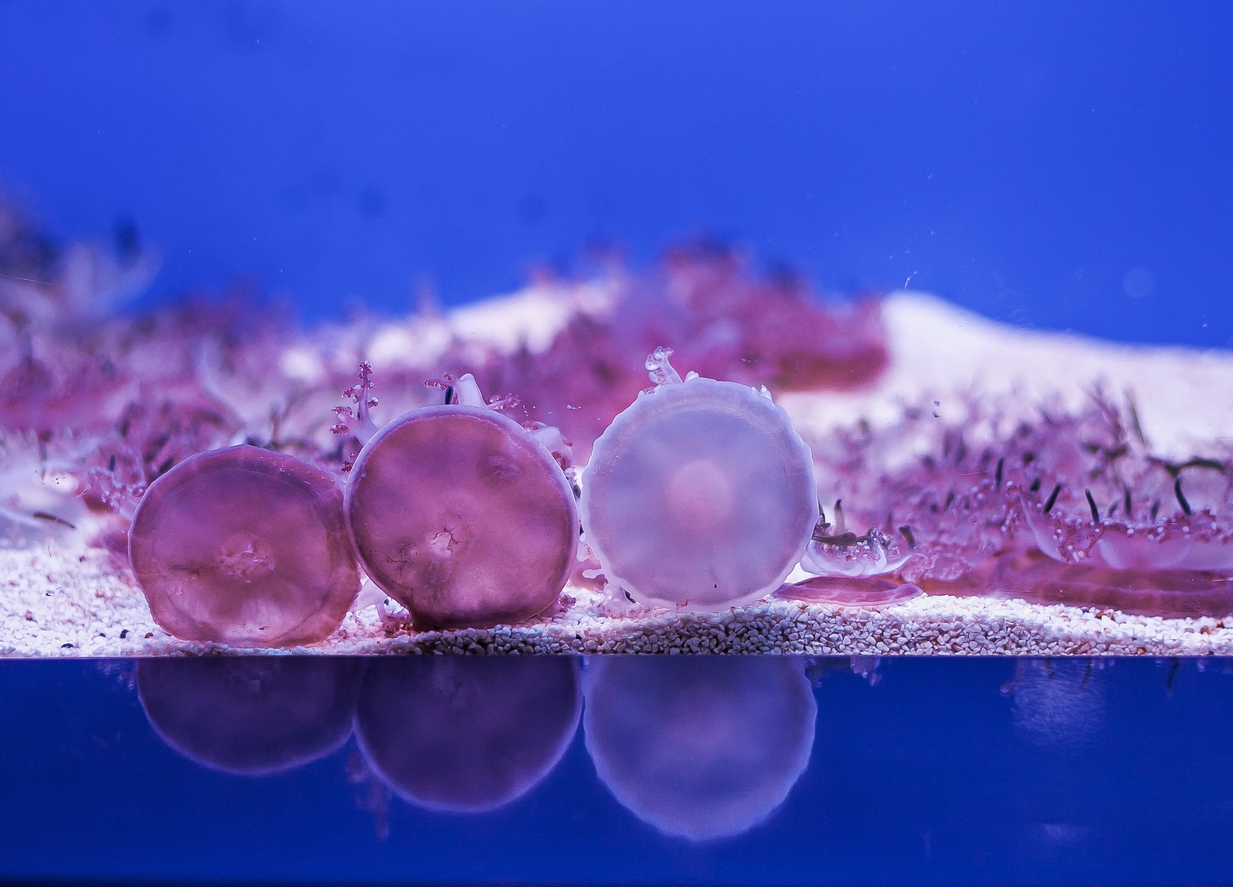 Grazia, Graziella e Gr...